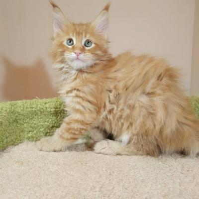   Maine Coon Kittens for sale  - Kuwait Region Cats, Kittens