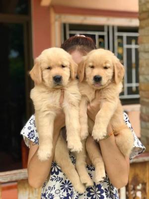   Golden Retriever Puppies fr sale  - Kuwait Region Dogs, Puppies