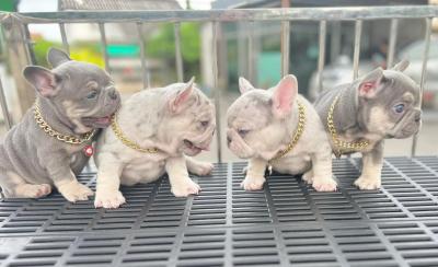    French Bulldog Puppies for sale  - Kuwait Region Dogs, Puppies