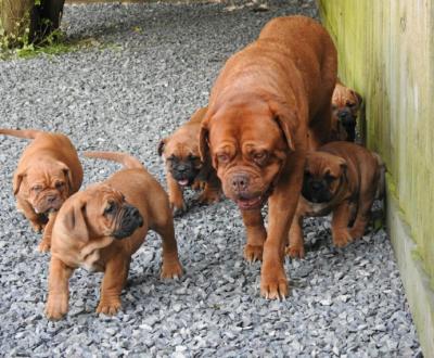  Dogue De Bordeaux Puppies for sale ( French Mastiff )
