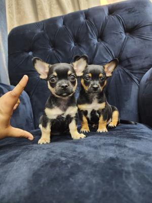  Chihuahua puppies for Sale  - Kuwait Region Dogs, Puppies