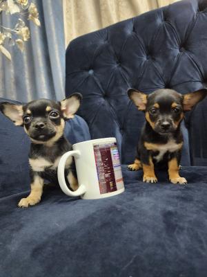  Chihuahua puppies for Sale  - Kuwait Region Dogs, Puppies