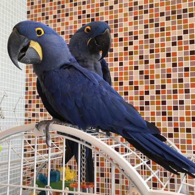   Hyacinth Parrots for sale  - Kuwait Region Birds