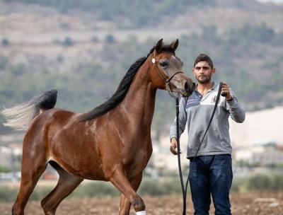    Registered purebred Arabian Horses for sale  - Kuwait Region Other