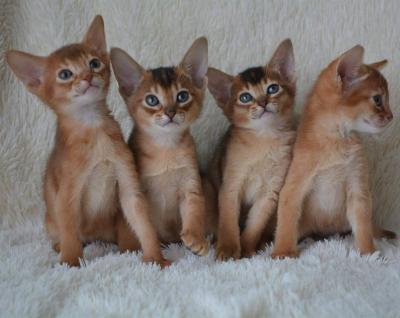  Abyssinian Kittens Ready For Sale - Kuwait Region Cats, Kittens