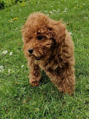 Toy poodle - Vienna Dogs, Puppies