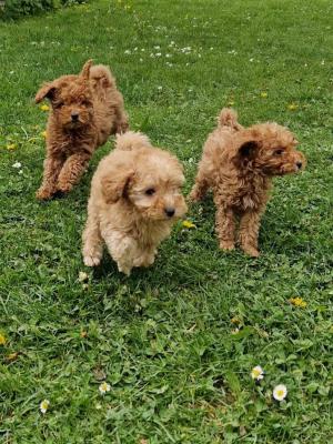 Toy poodle - Vienna Dogs, Puppies