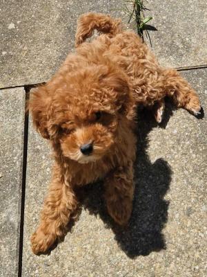 Toy poodle - Vienna Dogs, Puppies