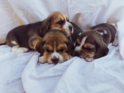 Beagle - Vienna Dogs, Puppies