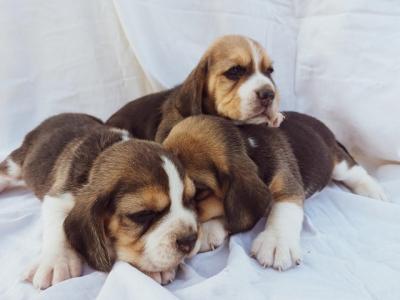 Beagle - Vienna Dogs, Puppies