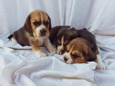 Beagle - Vienna Dogs, Puppies