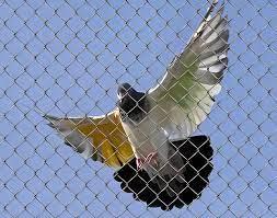 Pigeon safety nets in Bangalore - Hyderabad Other