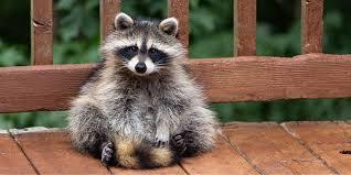 Professional Raccoon Removal in Houston: Safe and Effective Wildlife Control - Houston Other
