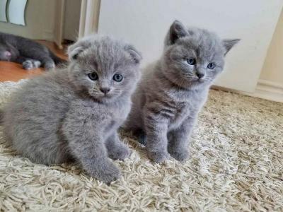 Cute male and female British Shorthair kittens for sale.WHATSAPP : +44 7453 949252 - London Cats, Kittens