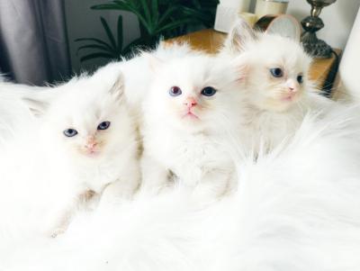 Persian kittens New Addition to your family for sale.WHATSAPP : +44 7453 949252 - Birmingham Cats, Kittens