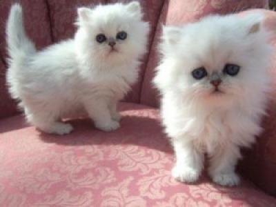 Adorable Persian Kittens for sale.WHATSAPP : +44 7453 949252 - Birmingham Cats, Kittens