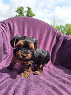 Yorkshire-Terrier-Welpen - Vienna Dogs, Puppies