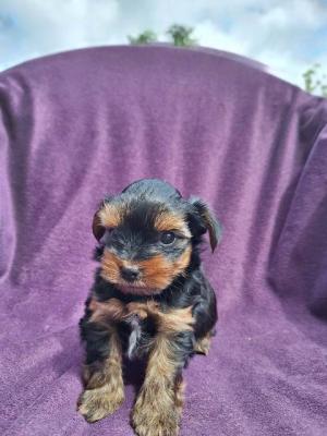 Yorkshire-Terrier-Welpen - Vienna Dogs, Puppies