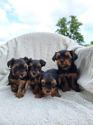 Yorkshire-Terrier-Welpen - Vienna Dogs, Puppies