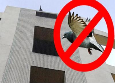 The best Pigeon safety nets in Bangalore - Bangalore Other