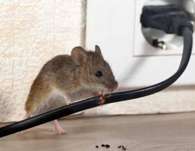 Mice Removal Brisbane