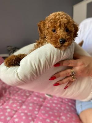 Miniature red poodle puppies - Vienna Dogs, Puppies