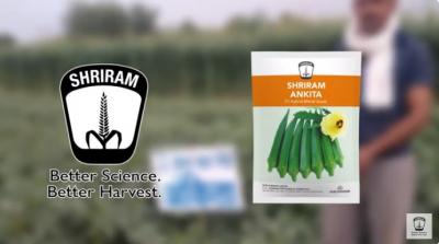Maximize Crop Performance: Shriram Ankita Bhindi Seeds - Gurgaon Other