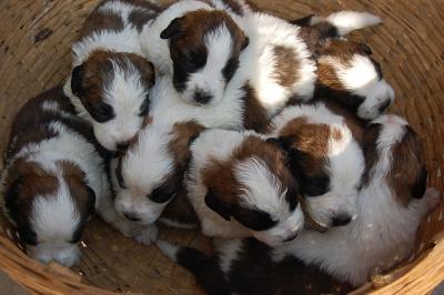 Top dog kennel in chandigarh - Chandigarh Dogs, Puppies