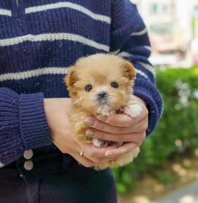 Cute Maltipoo puppies for sale  - Luxembourg Dogs, Puppies