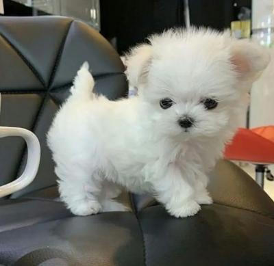 Lovely Maltese Puppies for sale  - Luxembourg Dogs, Puppies