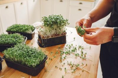 Grow Fresh Microgreens at Home with Sattvishtik's DIY Kit