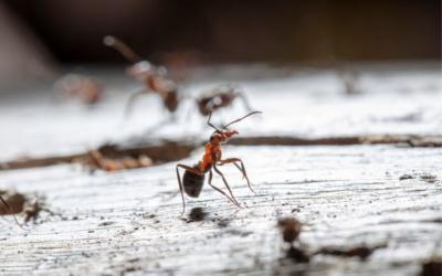 Effective Ant Control Services in Singapore - EcoSpace Pest - Singapore Region Professional Services