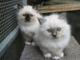 Cute male And Female Birman kittens For sale whatsapp by text or call +33745567830 - Dublin Cats, Kittens