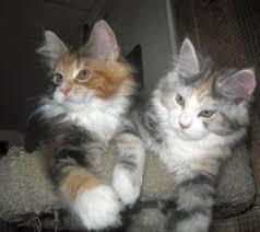 Lovely Male and Female Maine Coon Kittens for sale whatsapp by text or call +33745567830 - Dublin Cats, Kittens