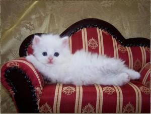 Lovely male and female Persian kittens ready for sale whatsapp by text or call +33745567830 - Dublin Cats, Kittens