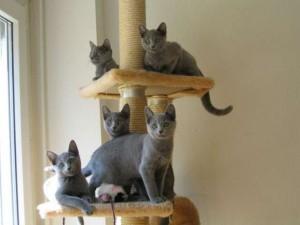 male and female Russian Blue kittens for sale whatsapp by text or call +33745567830 - Madrid Cats, Kittens