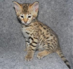 2 Savannah Kittens for for sale whatsapp by text or call +33745567830 - Dublin Cats, Kittens