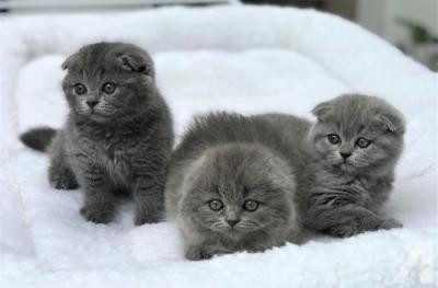Well trained Scottish Fold kittens for sale whatsapp by text or call +33745567830 - Zurich Cats, Kittens