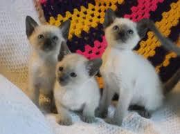 I have Siamese kittens for sale whatsapp by text or call +33745567830 - Zurich Cats, Kittens