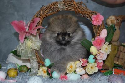 Beautiful Pomeranian puppies - Vienna Dogs, Puppies