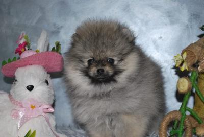 Beautiful Pomeranian puppies - Vienna Dogs, Puppies