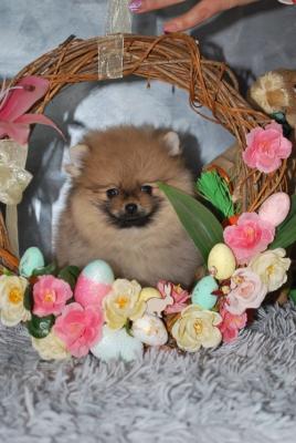 Beautiful Pomeranian puppies - Vienna Dogs, Puppies