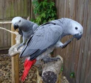 Talkative male and female African Grey parrots available now for sale whatsapp by text or call +3374 - Dublin Birds