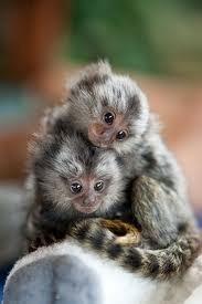 Lovely males and female Marmoset Monkeys for Sale Whatsapp by text or call +33745567830 - Dublin Livestock