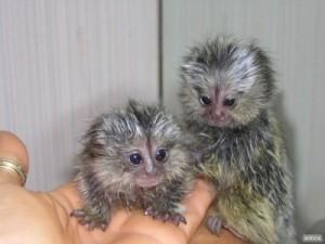 Adorable males and female Marmoset Monkeys for sale Whatsapp by text or call +33745567830 - Dublin Livestock