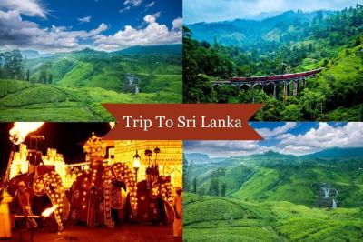 Trains & Tea Plantations: A Journey Through Sri Lanka's Serene Landscapes