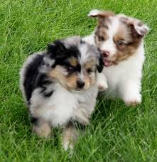 Two Beautiful Australian Shepherd Puppies Available for sale whatsapp by text or call +33745567830 - Zurich Dogs, Puppies
