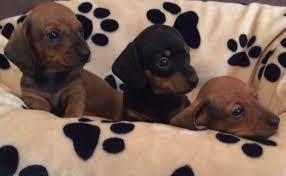Male and Female Dachshund Puppies Available for sale whatsapp by text or call +33745567830 - Madrid Dogs, Puppies