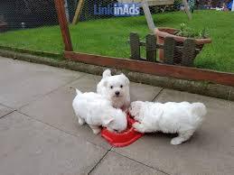 Three Maltese Puppies for sale whatsapp by text or call +33745567830 - Dublin Dogs, Puppies