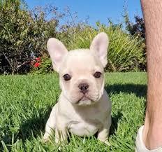Super Cute French bulldog Puppies for sale whatsapp by text or call +33745567830 - Dublin Dogs, Puppies